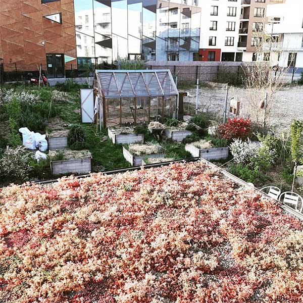 Toiture végétalisée conçue par Cita Verdi, couverture écologique favorisant biodiversité et isolation naturelle.