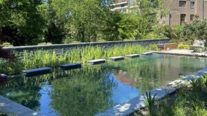 Piscine naturelle entourée de plantes aquatiques et d’un mur en pierre