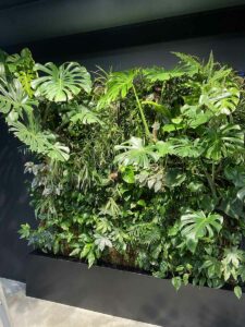 Mur végétal avec grandes feuilles de monstera et plantes exotiques