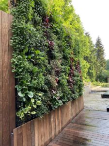 Grand mur végétal extérieur en lisière d’un jardin