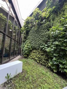 Mur végétal luxuriant entre deux façades vitrées