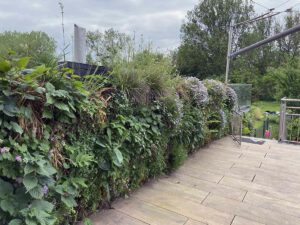 Mur végétal fleuri longeant une terrasse en bois
