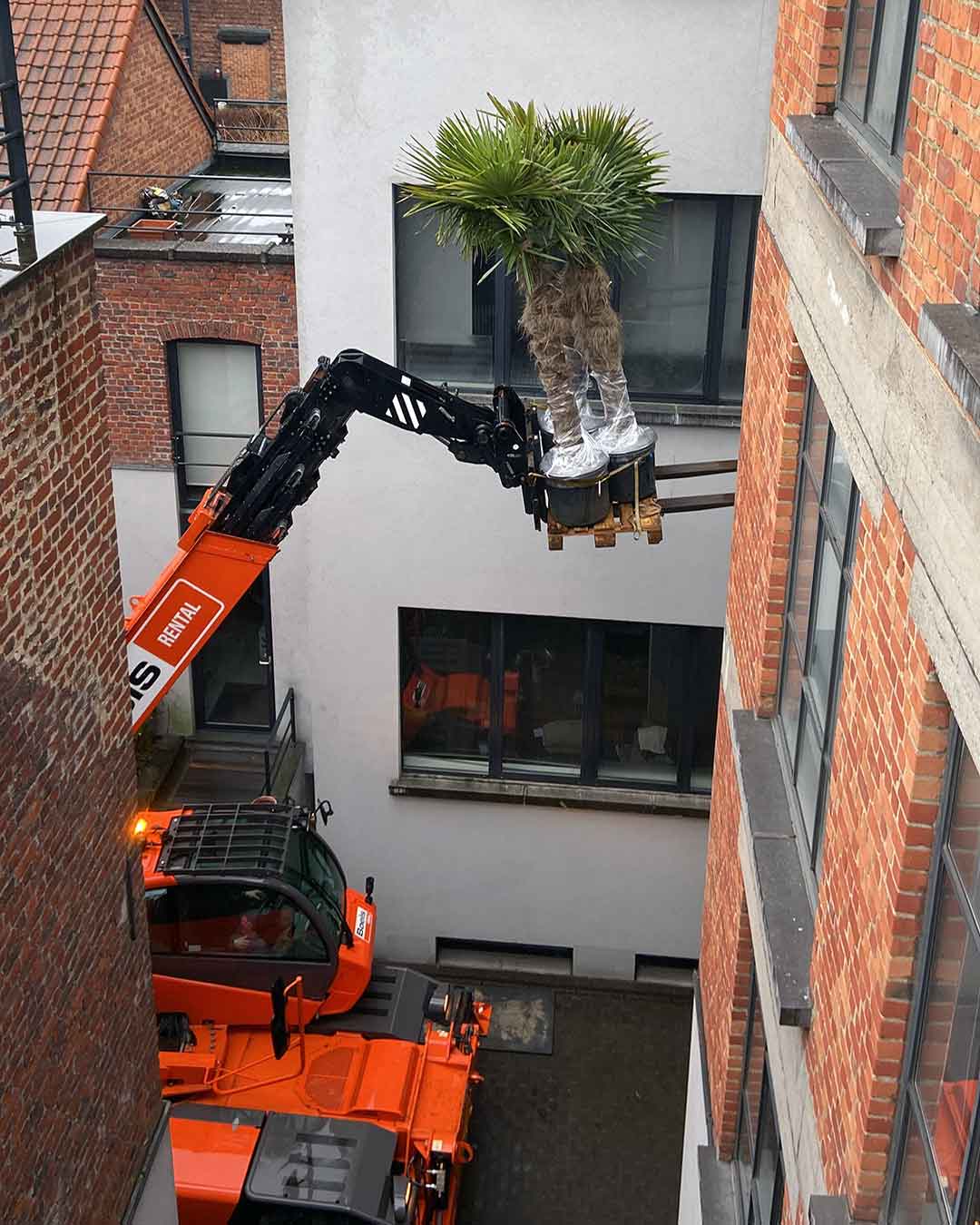 Grue soulevant un palmier pour son installation dans une cour urbaine