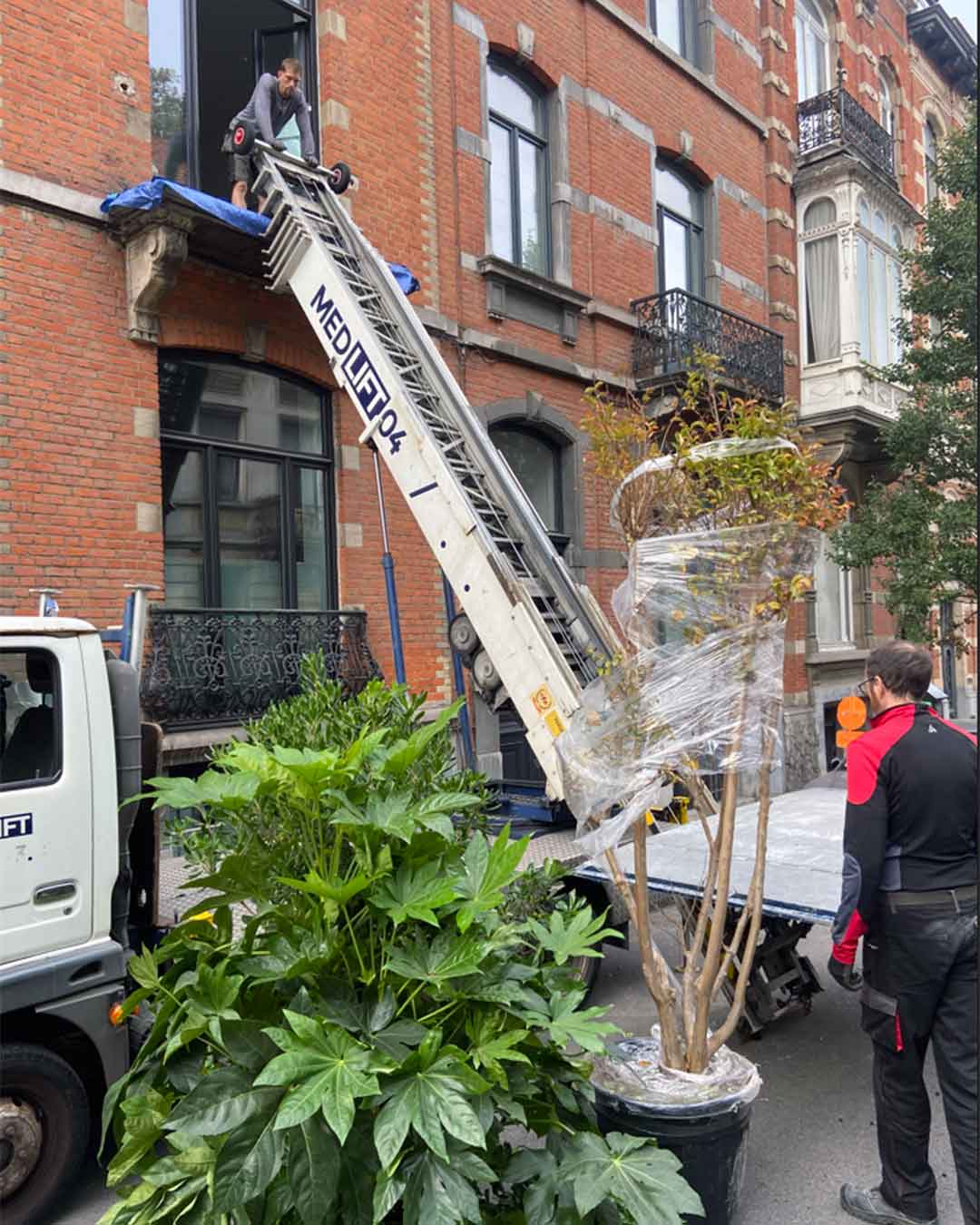 Transport de grands végétaux par élévateur vers un appartement en façade