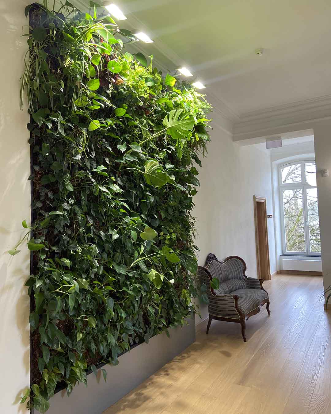 Mur végétal installé dans un intérieur lumineux avec fauteuil ancien