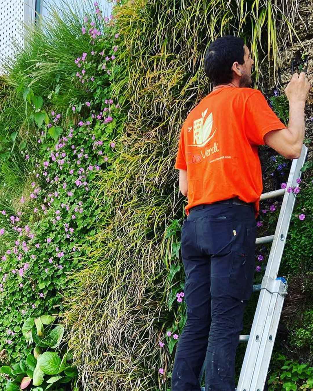 Technicien entretenant un mur végétal extérieur fleuri