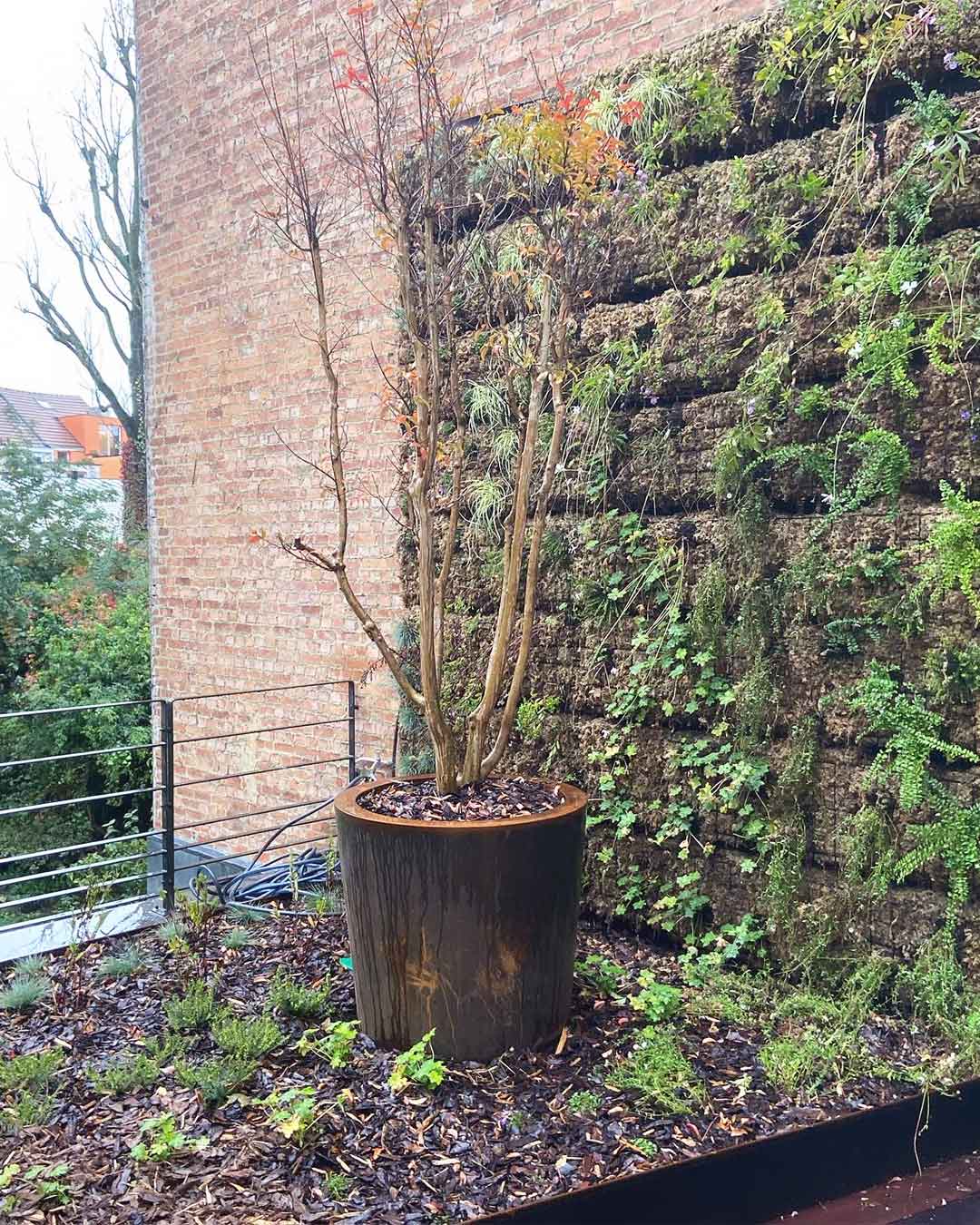 Mur végétal sur terrasse avec bac en acier corten et arbuste décoratif