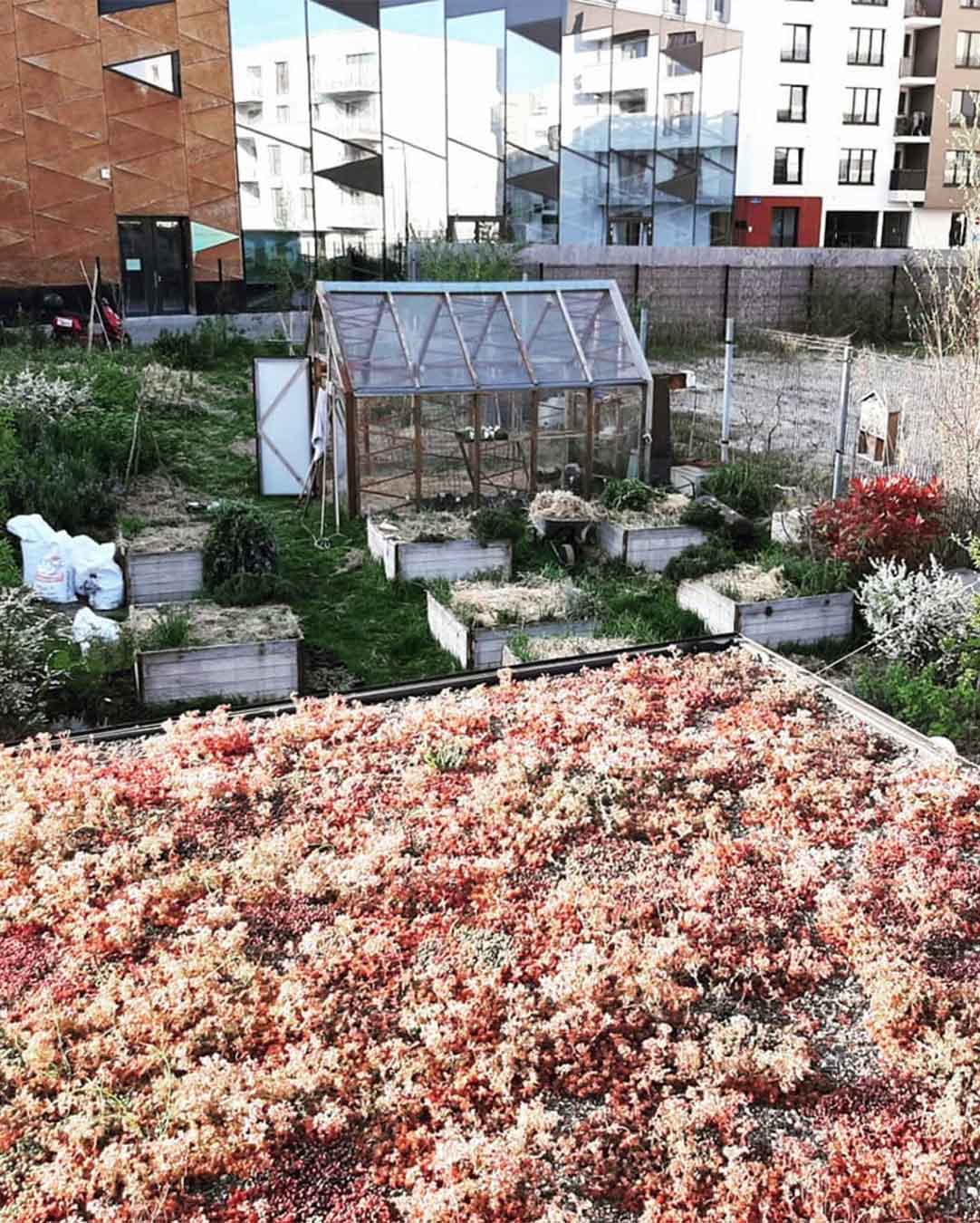 Toit végétalisé en sedums sur bâtiment urbain avec potager et serre