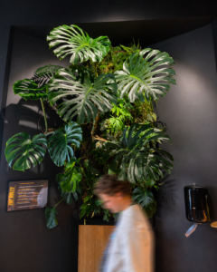 Mur végétal intérieur, monstera, Aelite sport