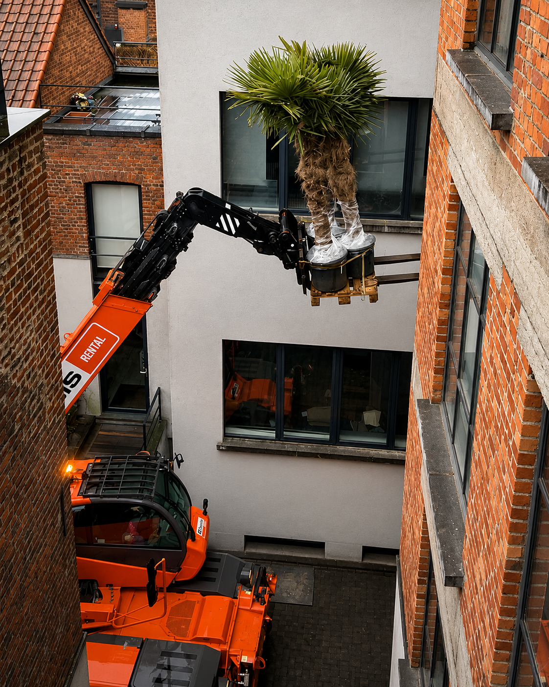 Levage d’un palmier en pot dans une cour urbaine avec engin de manutention spécialisé.