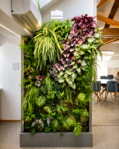 Luxembourg, mur végétal plantes exotiques, mur végétal intérieur, begonia, spatiphilum, palmiers