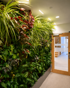 Mur végétal intérieur dans des bureaux modernes avec plantes tropicales et feuillages retombants.