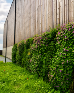Wiltz, Luxembourg mur végétal extérieur, bardage bois, géranium cantabriense, lonicera, biodiversité